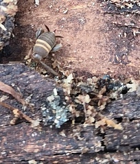 Myrmecophilus acervorum