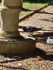Columba livia