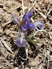 Iris timofejewii