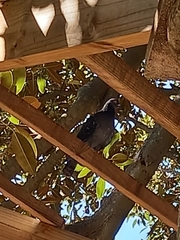 Columba livia