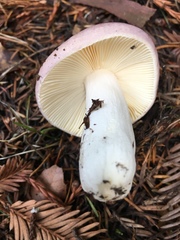 Russula murrillii