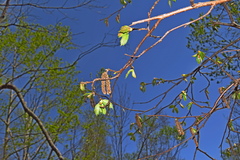 Corylus sieboldiana mandshurica