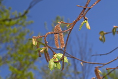 Corylus sieboldiana mandshurica