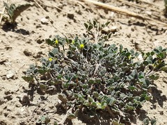 Medicago minima