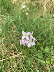 Cardamine pratensis