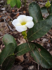 Odontadenia lutea