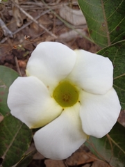 Odontadenia lutea