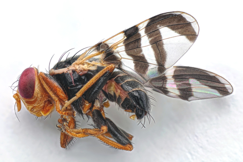 Rhagoletis batava