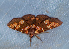 Saroba pustulifera