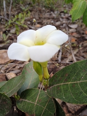 Odontadenia lutea
