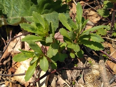 Hylotelephium viviparum