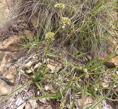Cyanotis speciosa