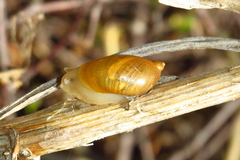 Succinea lauta