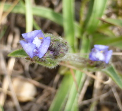 Cyanotis speciosa