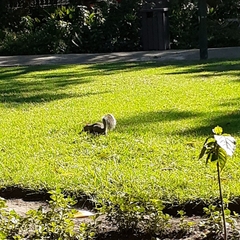 Sciurus carolinensis