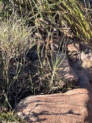 Pseudopentameris macrantha