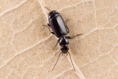 Microlestes