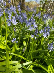 Hyacinthoides italica