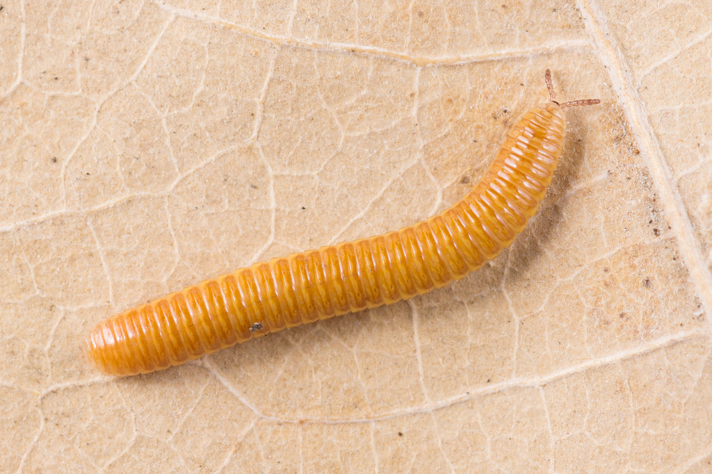 Polyzoniinae