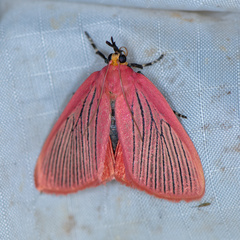 Arctioblepsis rubida