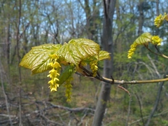 Acer tegmentosum