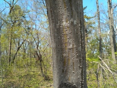 Acer tegmentosum