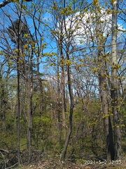 Acer tegmentosum