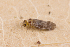 Peripsocus subfasciatus