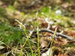 Carex humilis