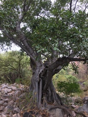 Ficus trigonata