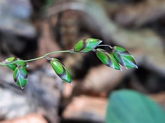 Melica picta