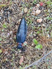 Physomeloe corallifer