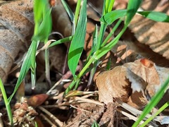 Melica picta