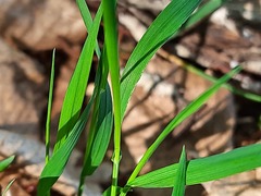 Melica picta