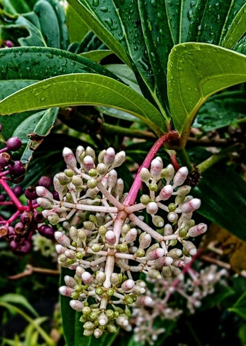 Medinilla pendula observed 2021-05-02