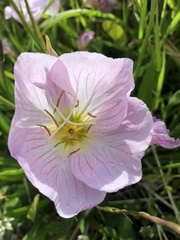 Oenothera speciosa
