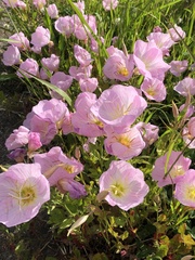 Oenothera speciosa