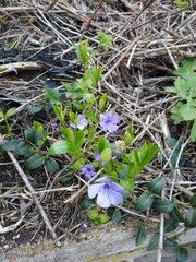 Vinca minor