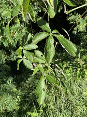 Cyphostemma hypoleucum