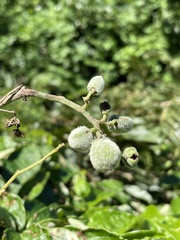 Cyphostemma hypoleucum