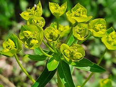 Euphorbia iberica