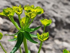 Euphorbia iberica