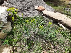 Euphorbia iberica