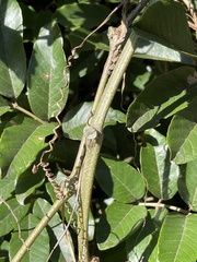 Cyphostemma hypoleucum