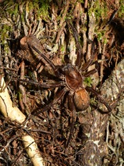 Uliodon albopunctatus