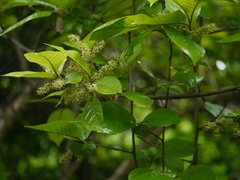 Embelia tsjeriam-cottam