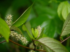 Embelia tsjeriam-cottam