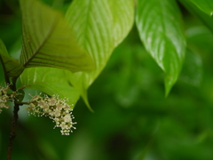 Embelia tsjeriam-cottam