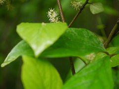 Embelia tsjeriam-cottam