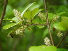 Embelia tsjeriam-cottam